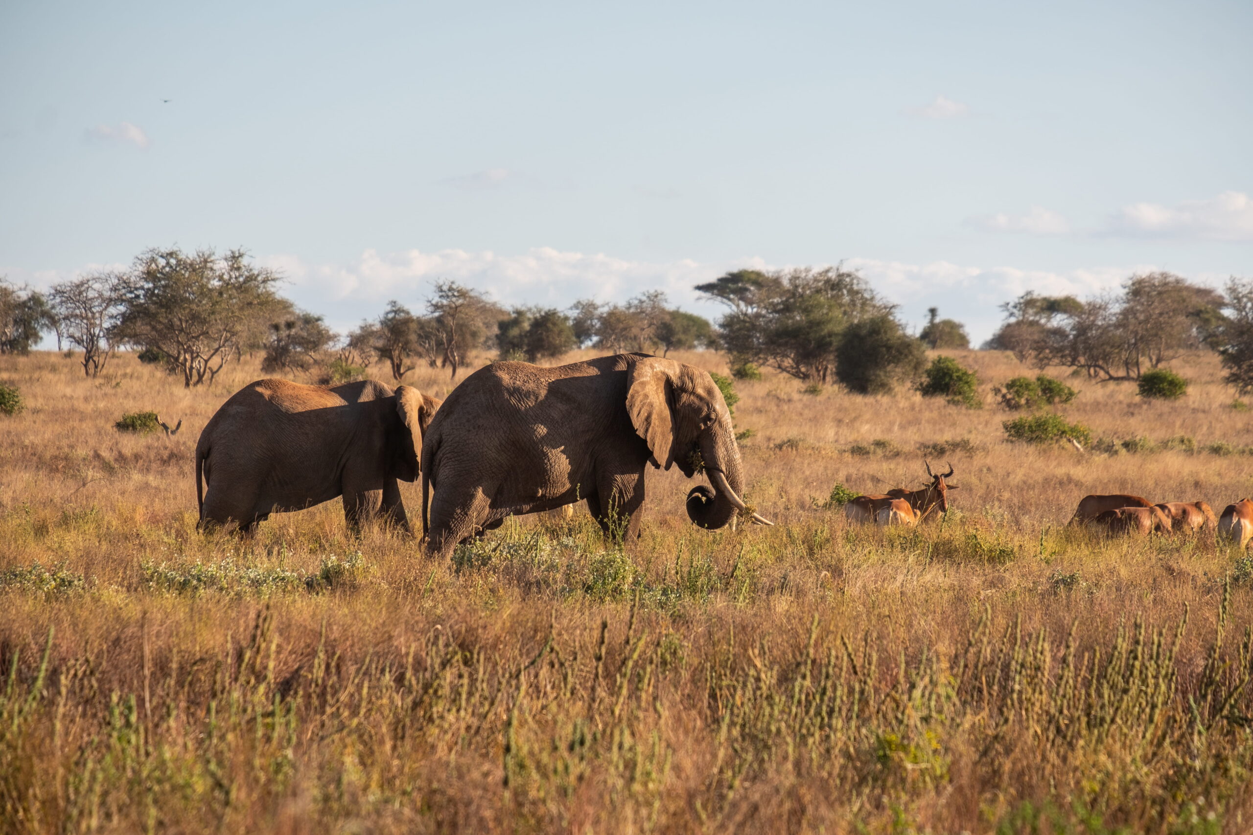 Kenya: The Land of Safaris & Stunning Landscapes