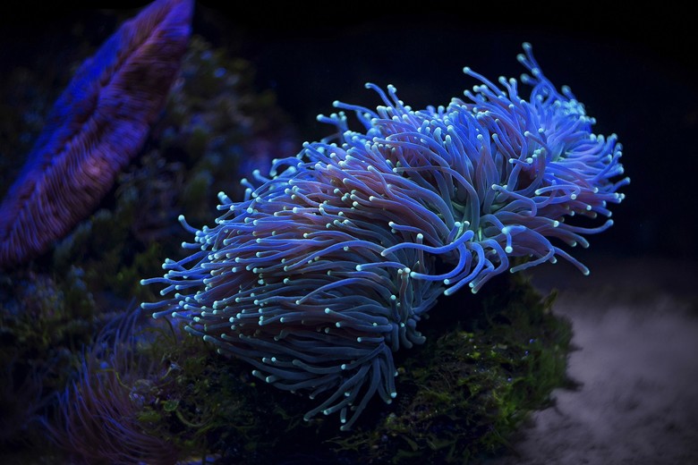 UV Night Snorkeling