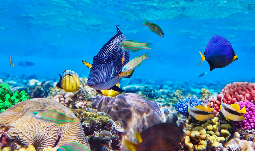 Snorkelling