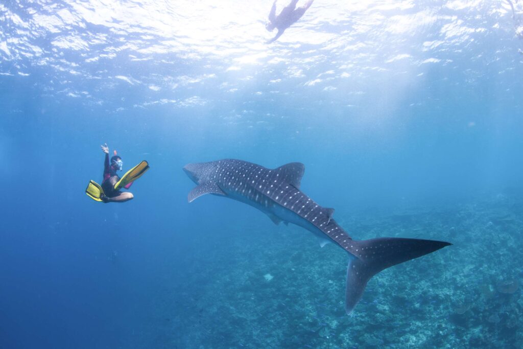 Diving
